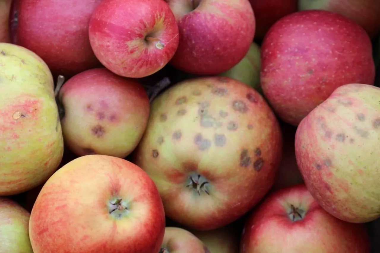 gorzka plamistość podskórka