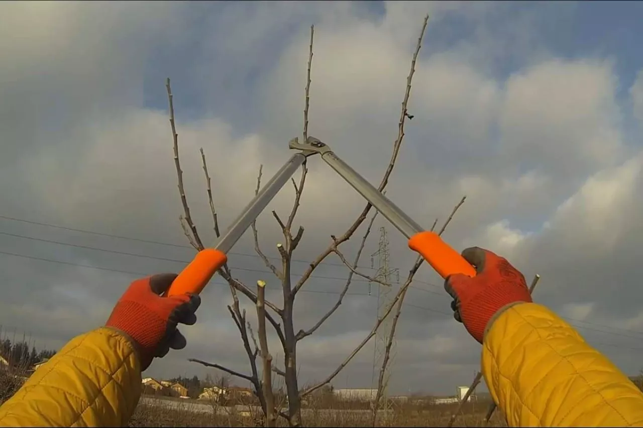 sekator jaki wybrać