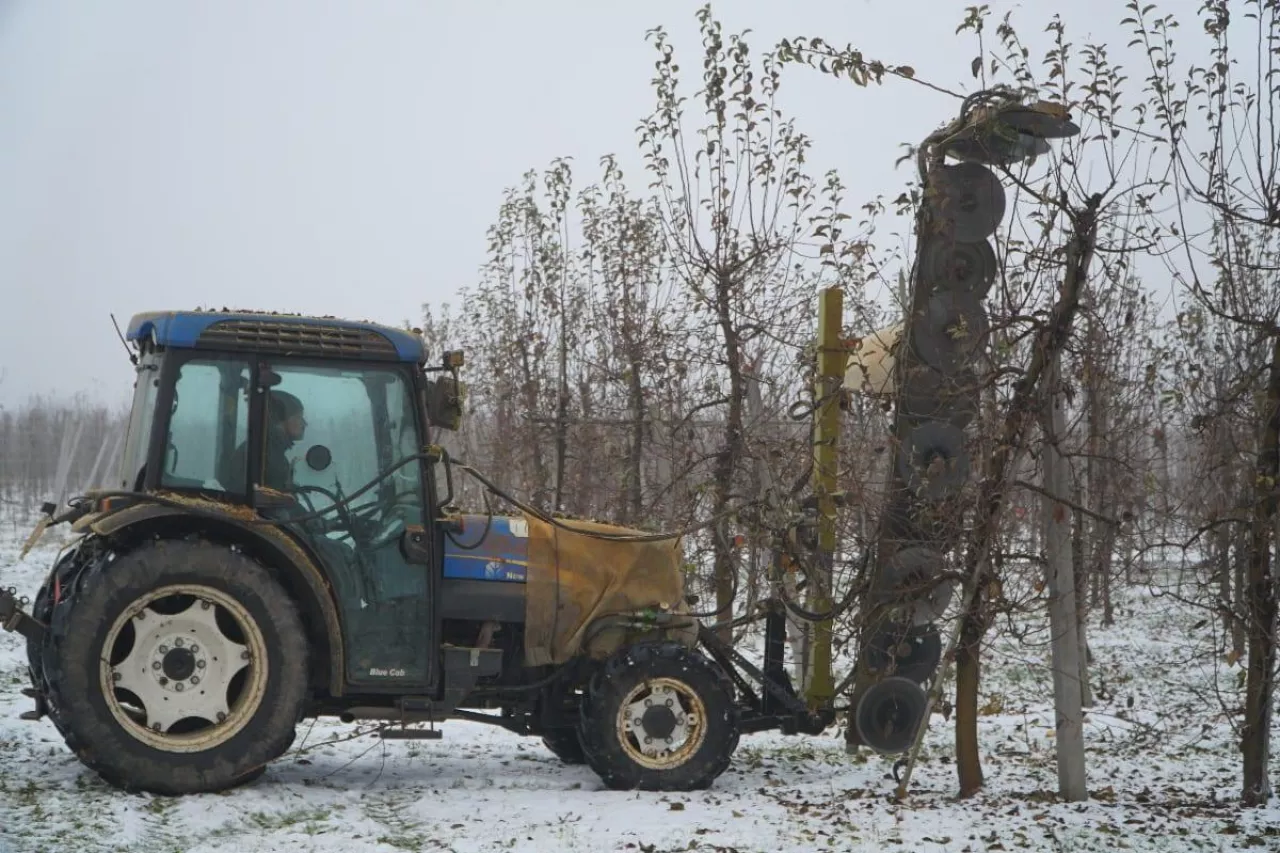 piła konturowa do cięcia sadu