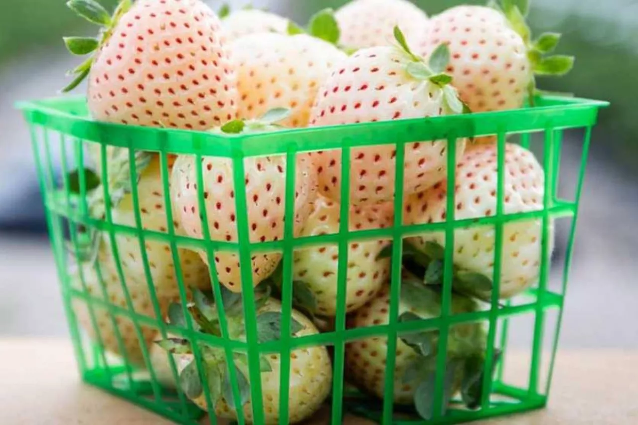 biała odmiana truskawki