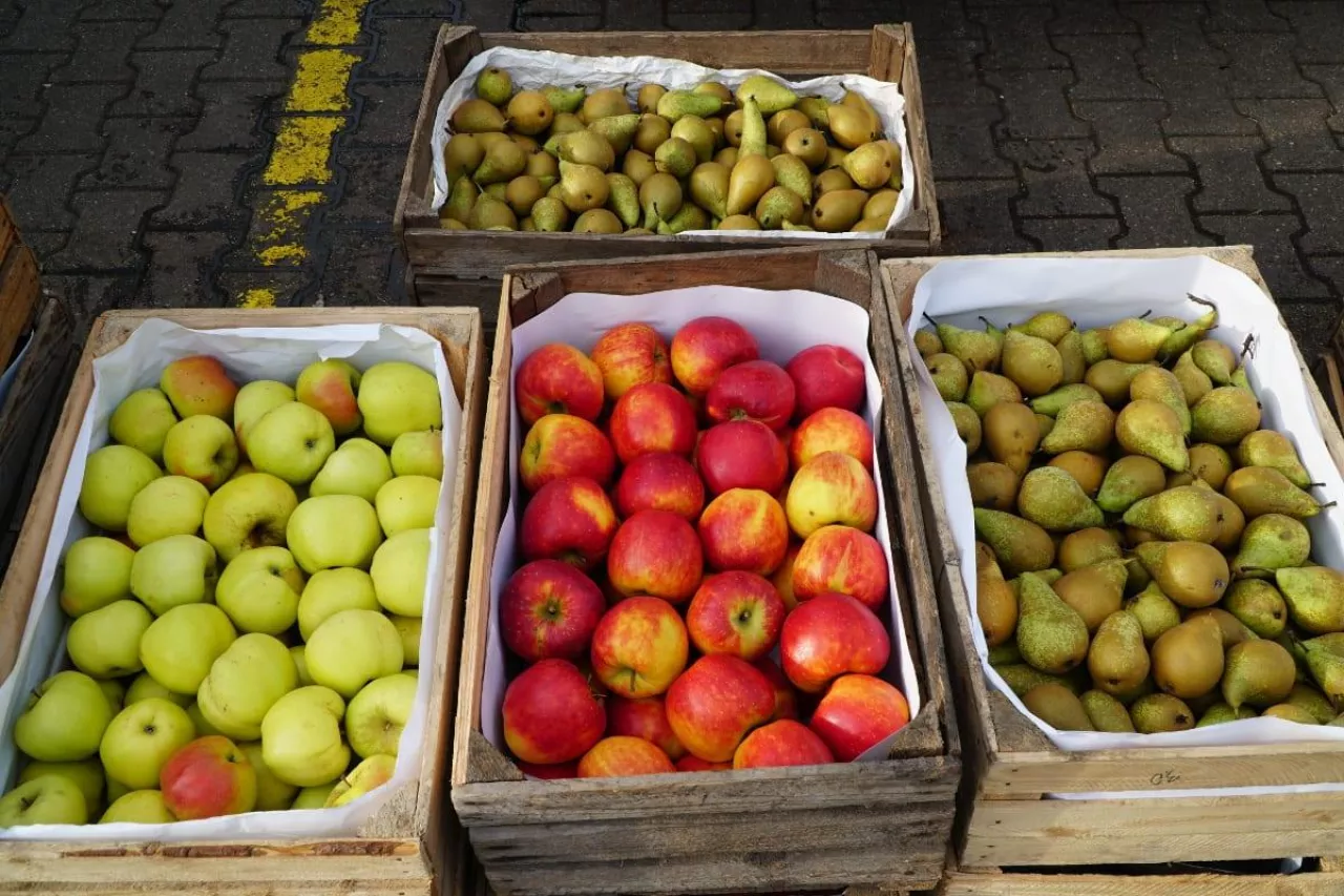 jabłka na rynkach hurtowych