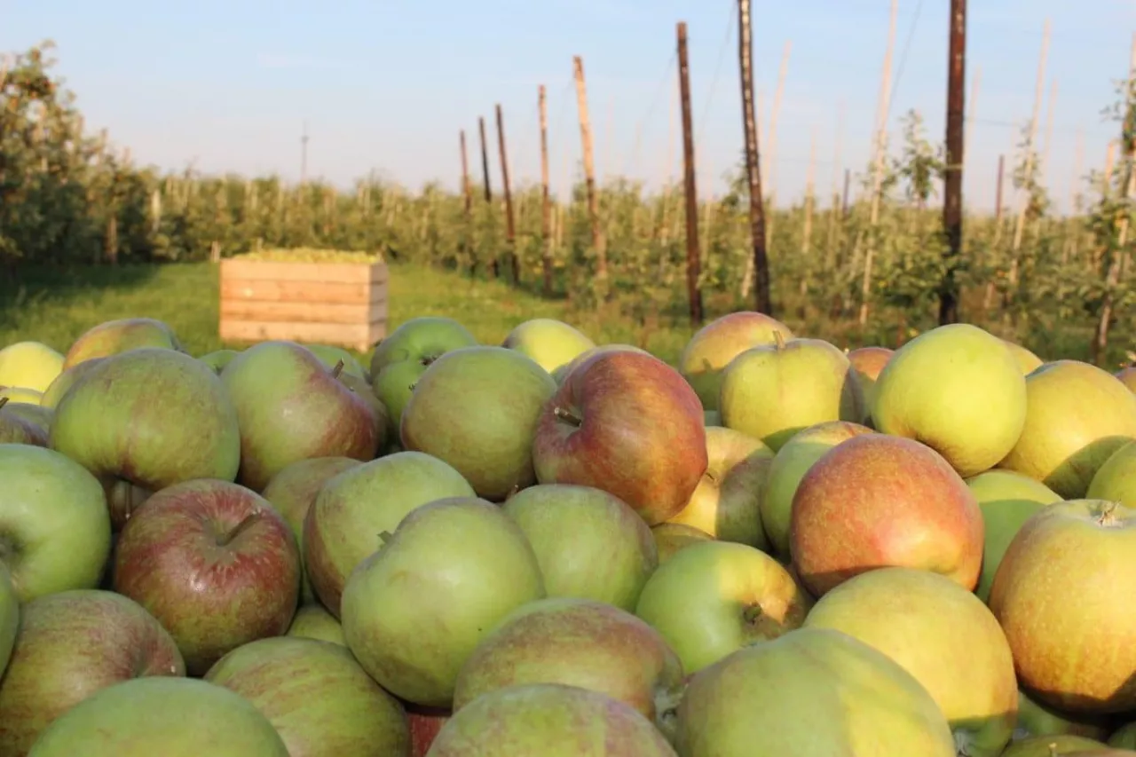 sadownictwo w mołdawii