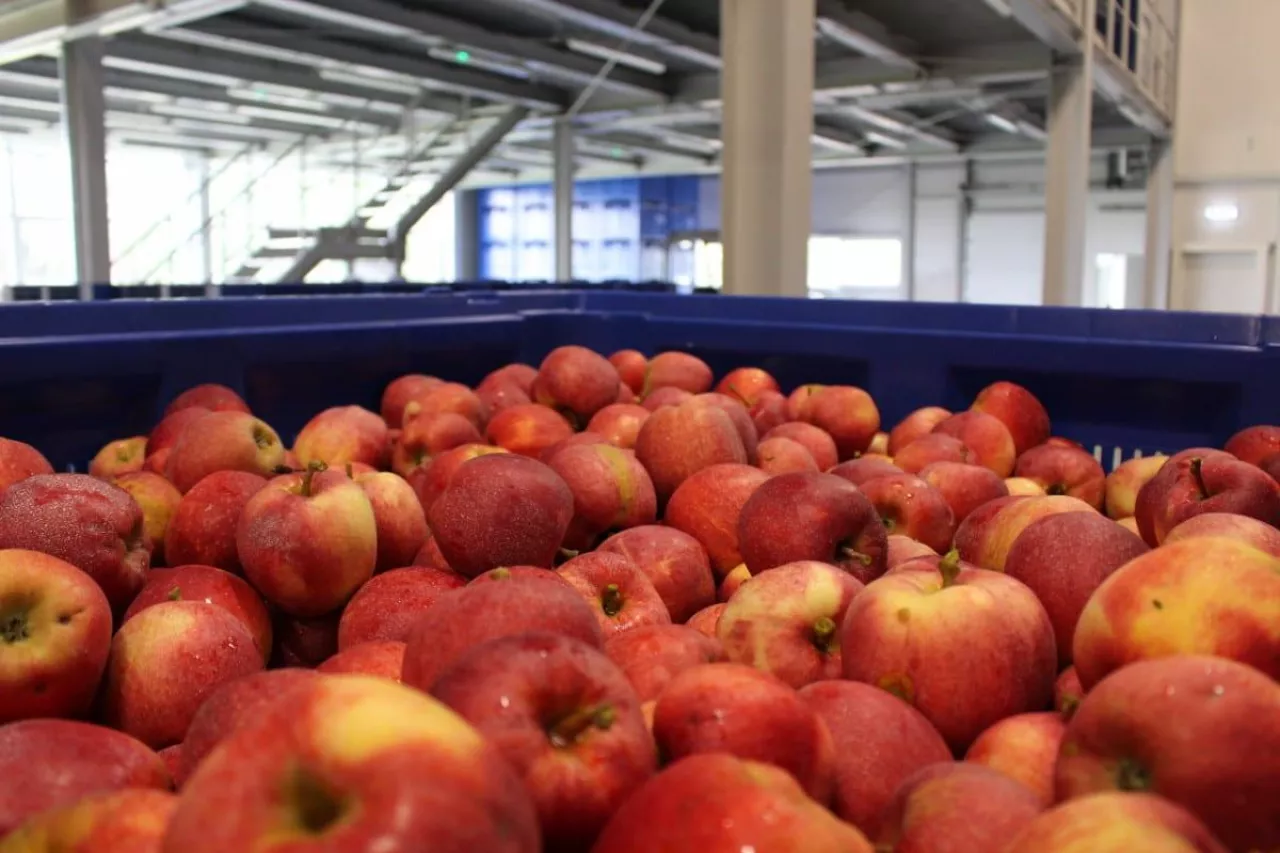 jabłka deserowe w chłodniach