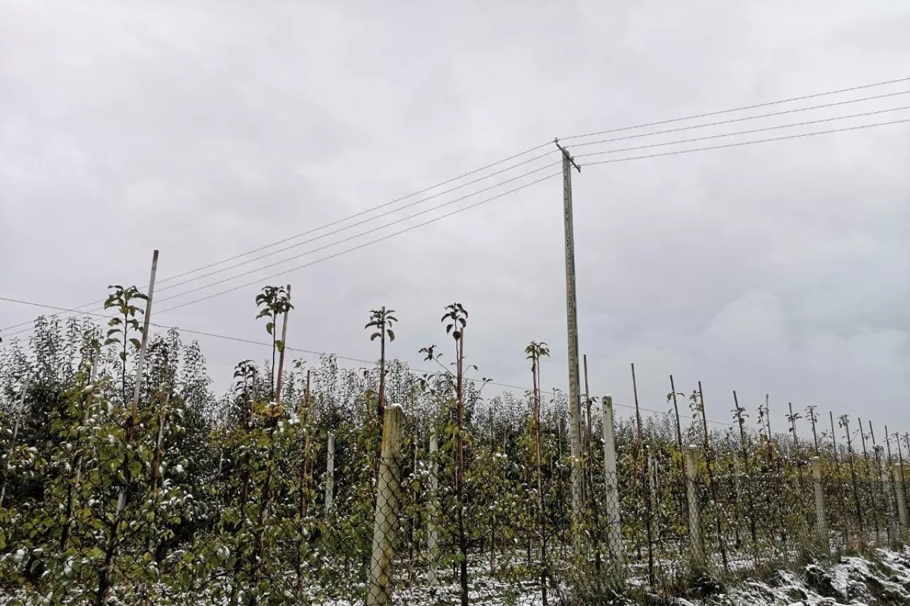 słup elektryczny w sadzie