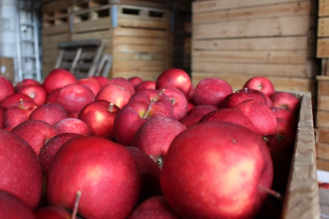 ceny jabłek