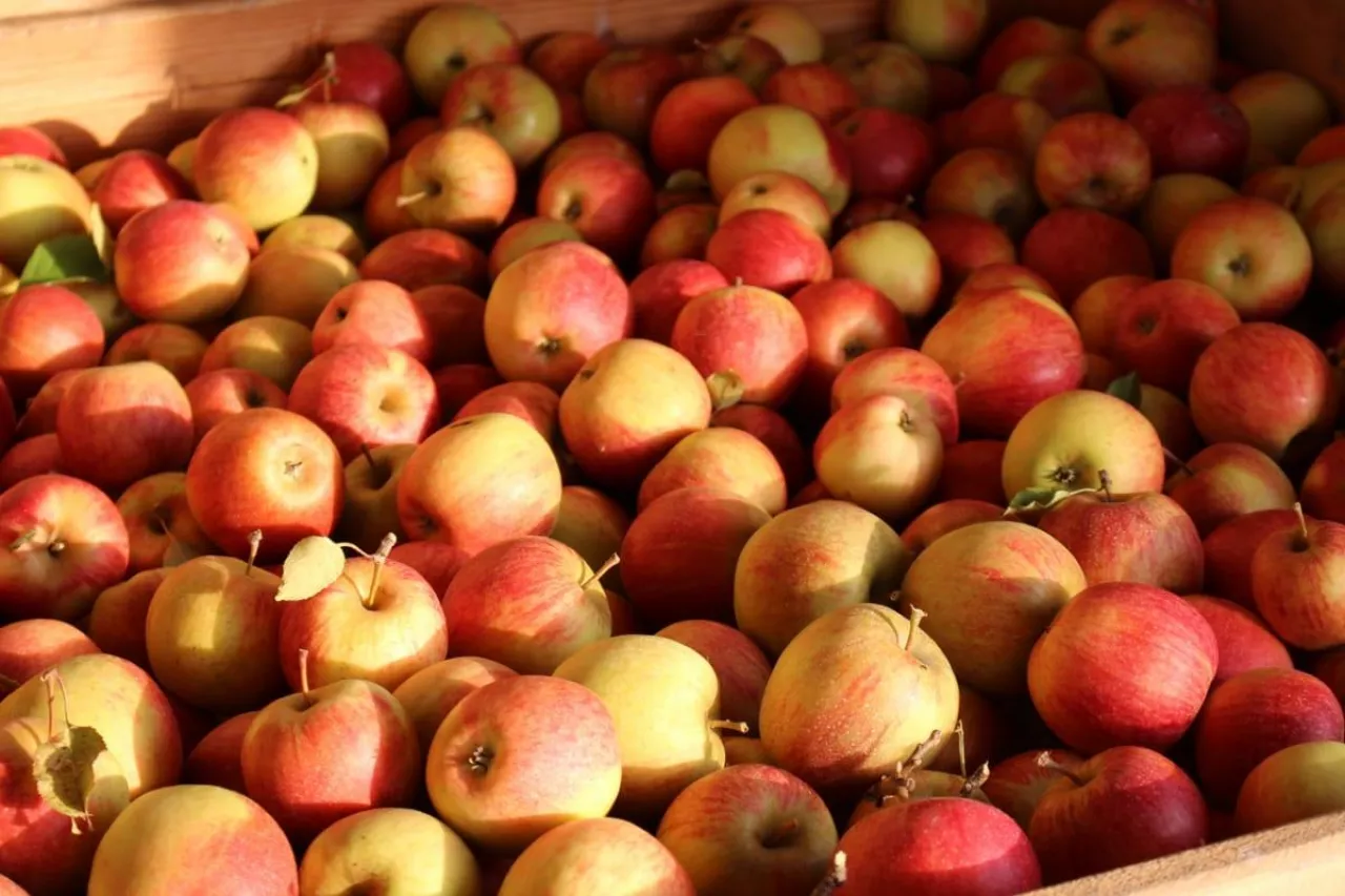 ceny jabłek w grupach producenckich