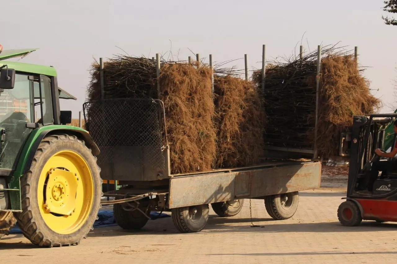 materiał szkółkarski
