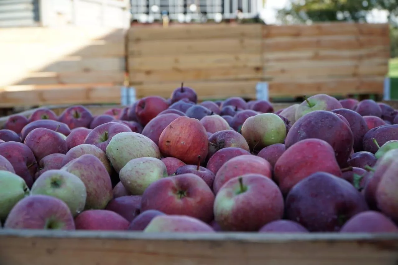 jabłka przemysłowe ceny