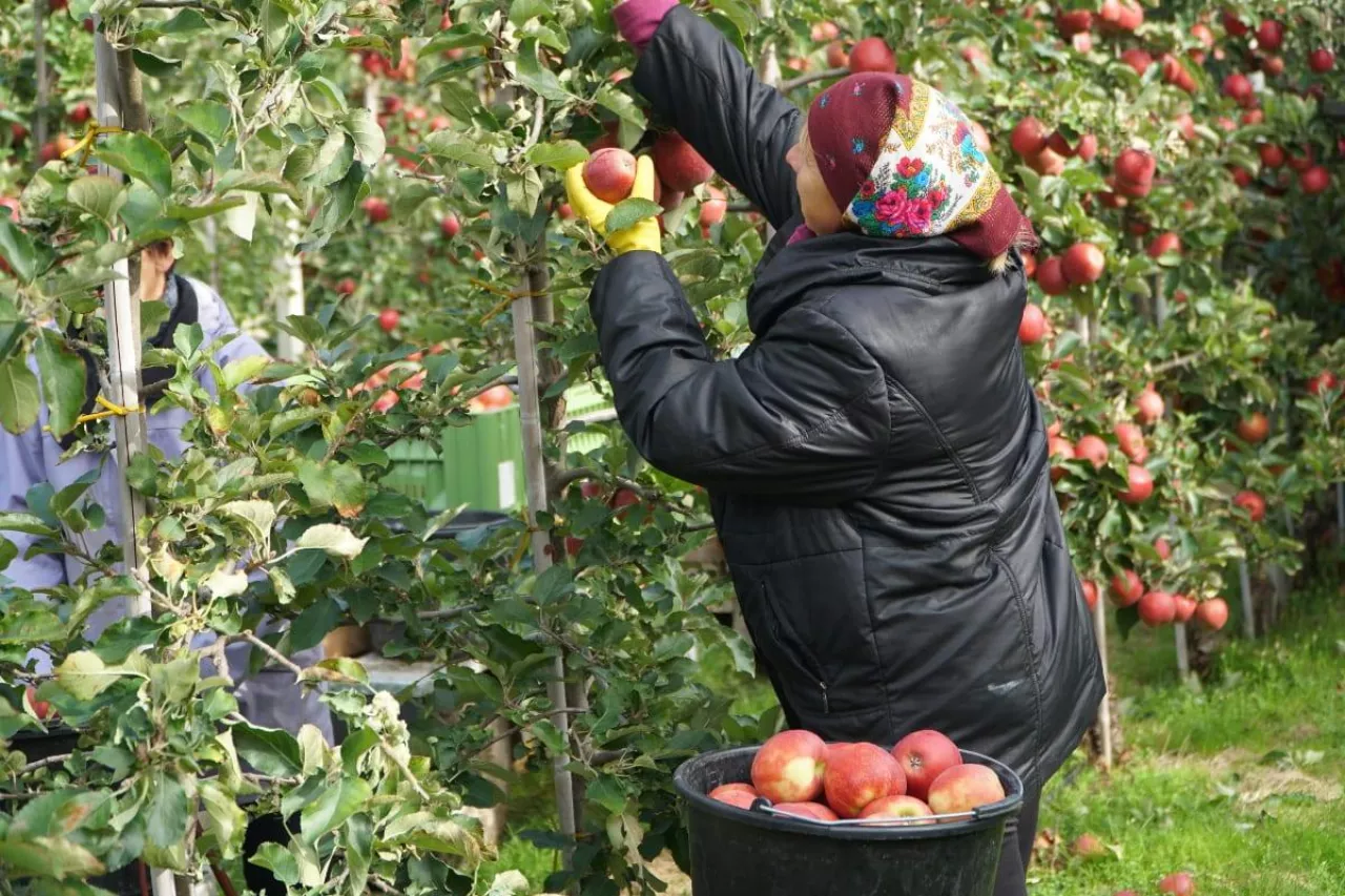 gospodarstwo sadownicze