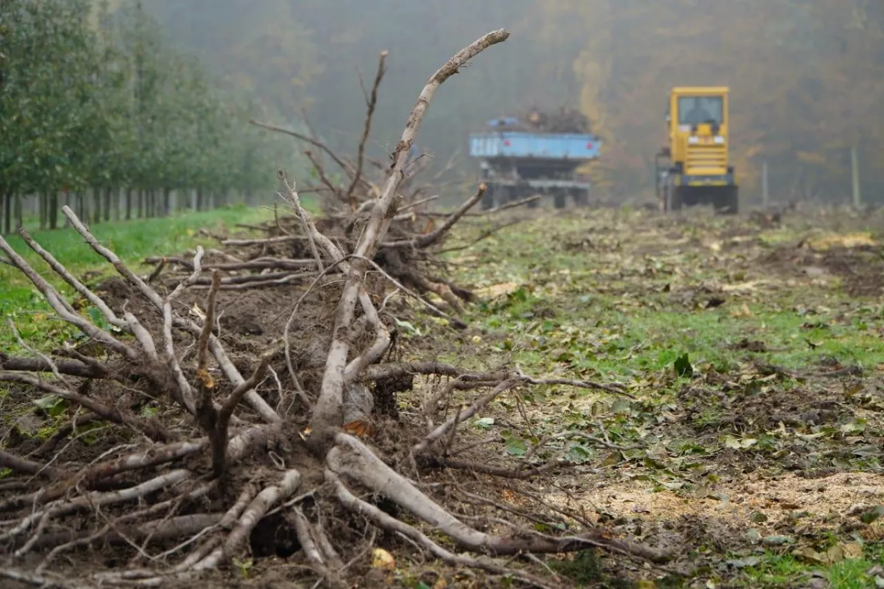 karczowanie w zamian za drewno