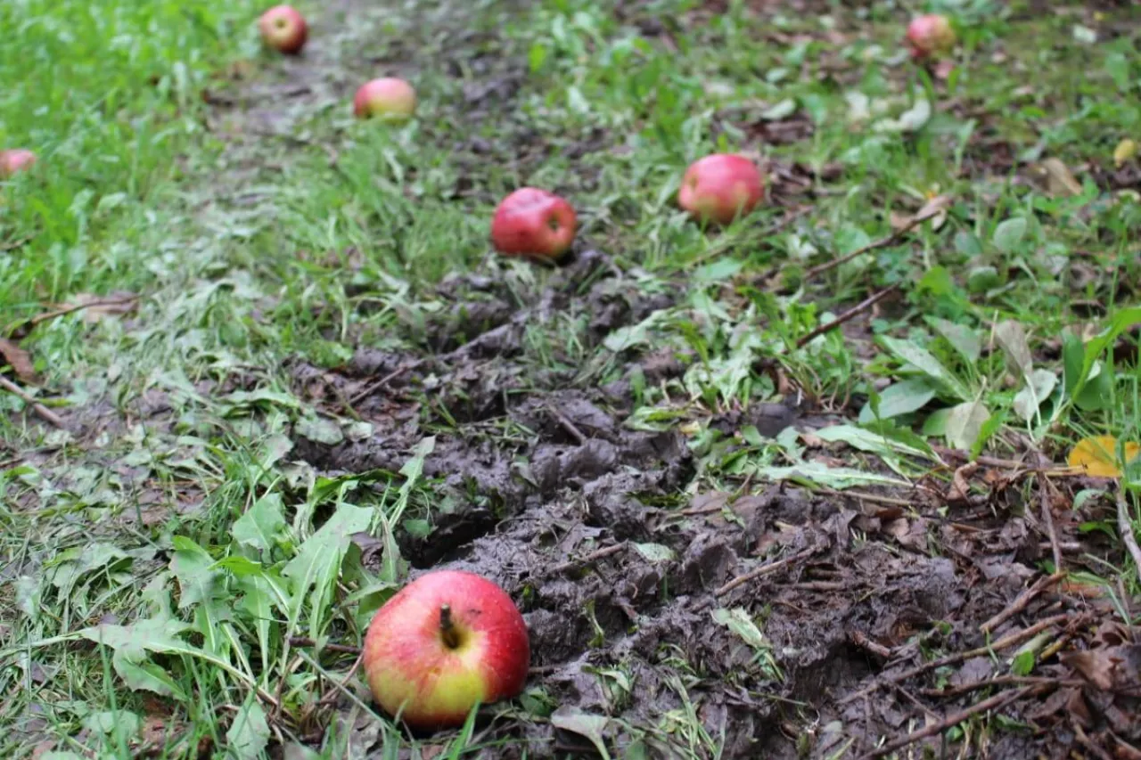 postrzelenie w sadzie