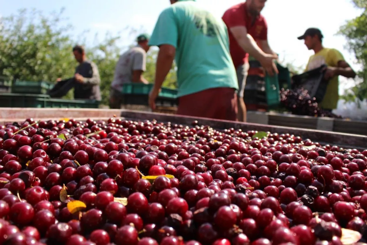 mechaniczny zbiór wiśni