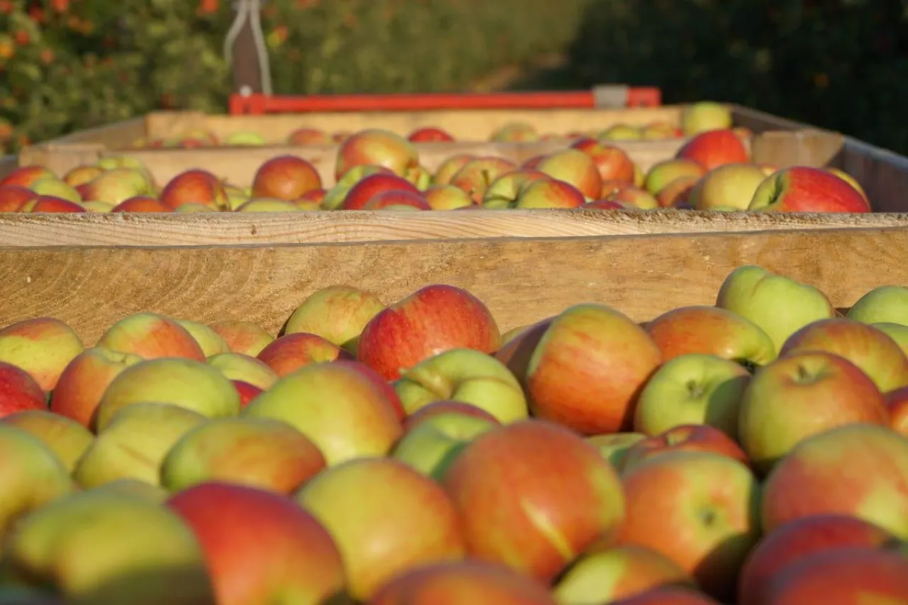 jabłka w skrzyniach