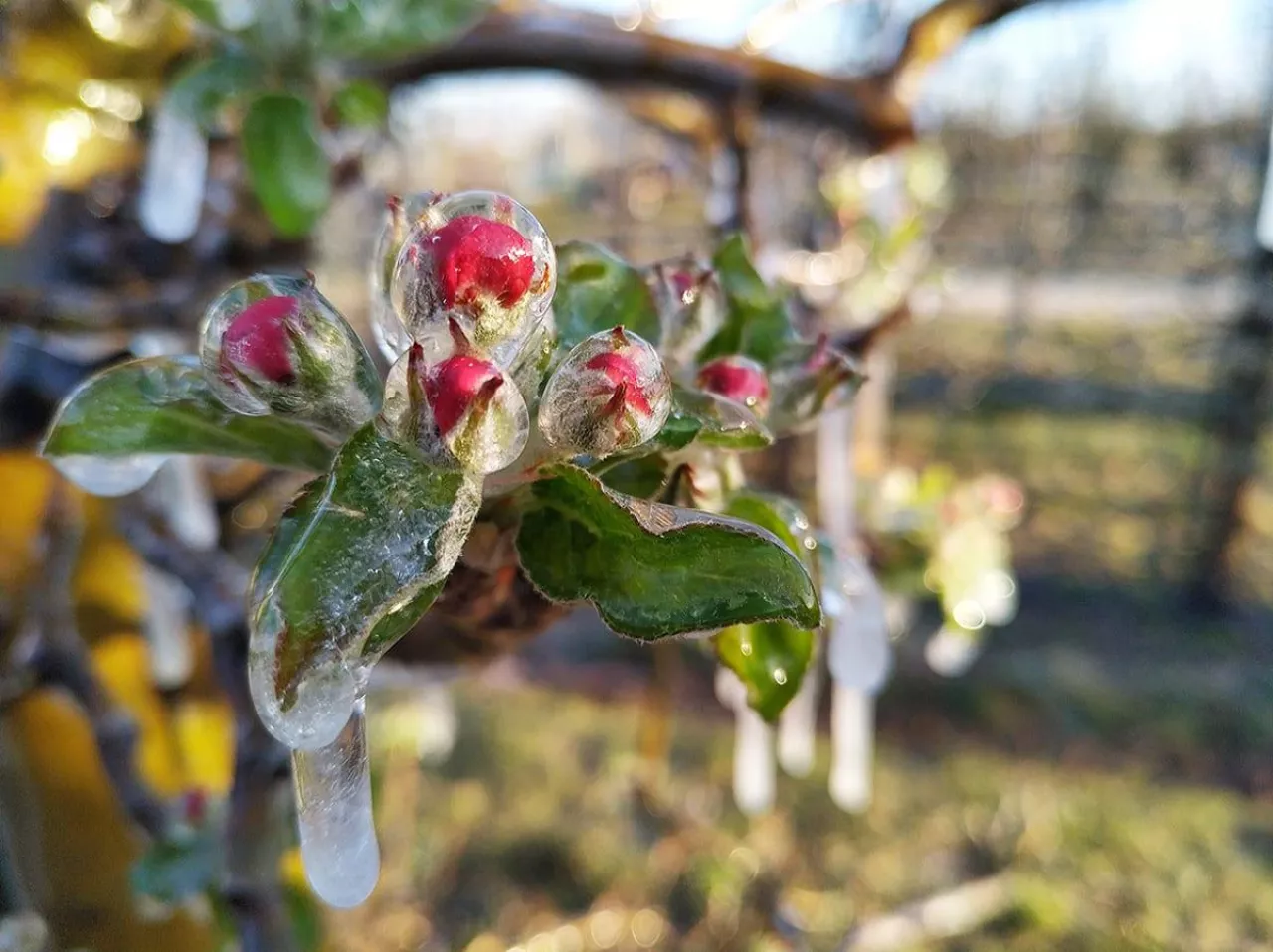 przymrozki w sadownictwie