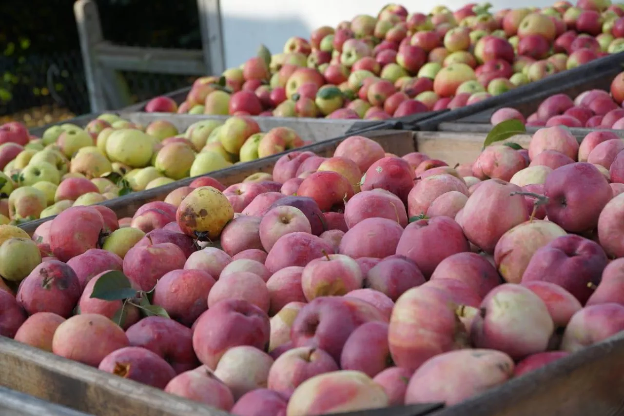 cny jabłek przemysłowych