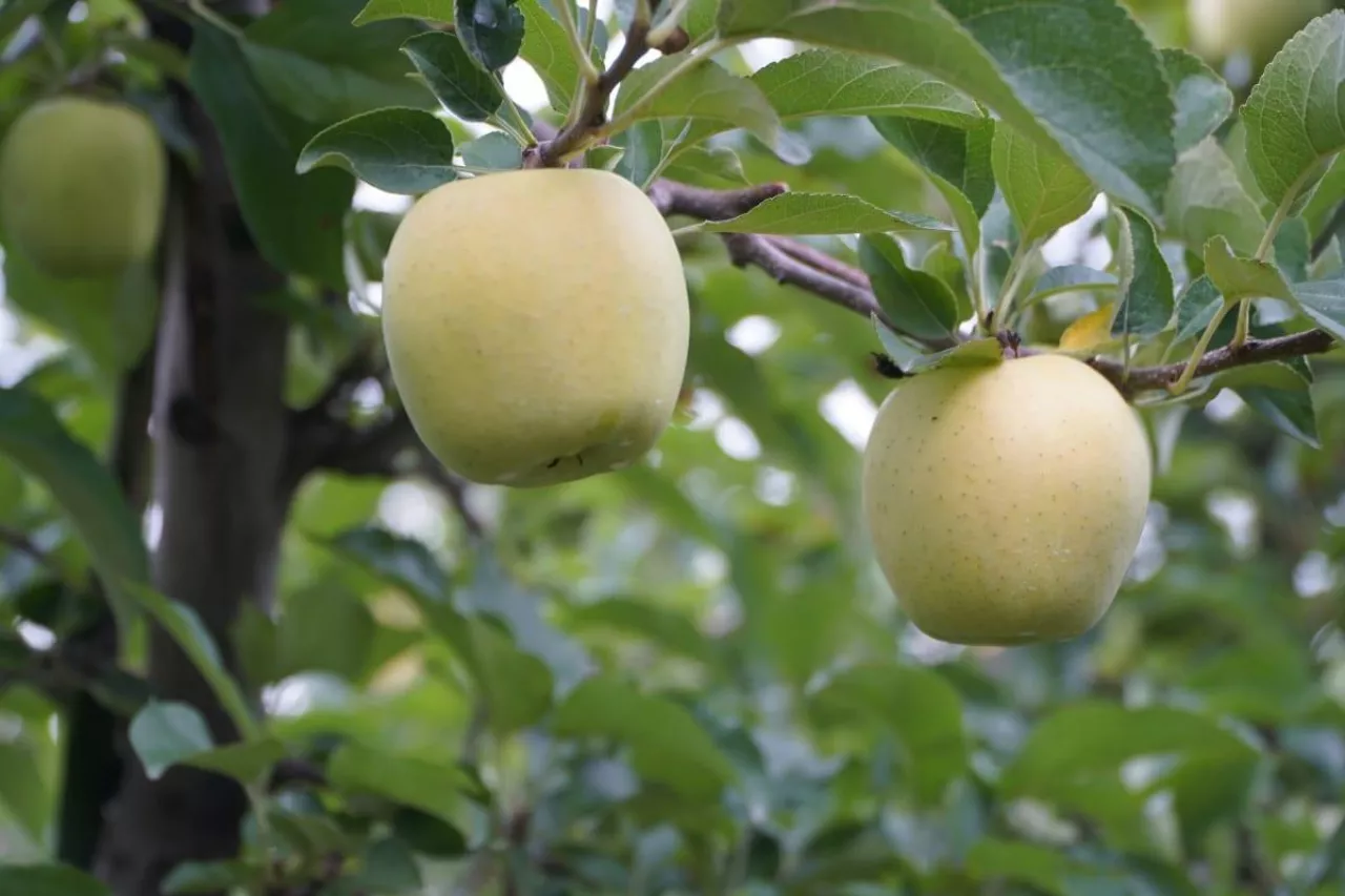 sadownictwo w Mołdawii