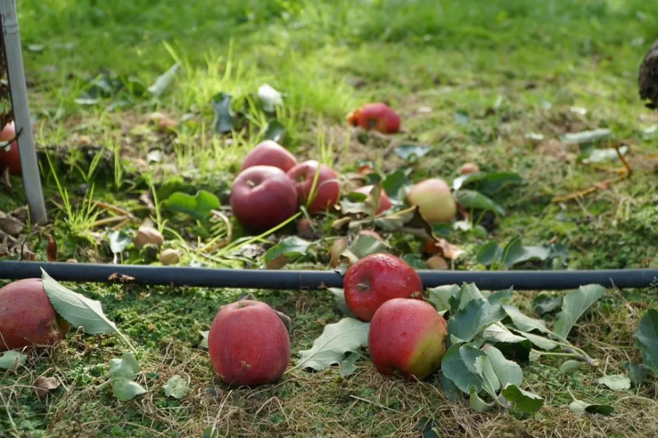 jabłka przemysłowe