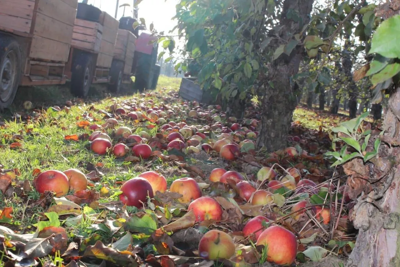 ceny jablek przemyslowych