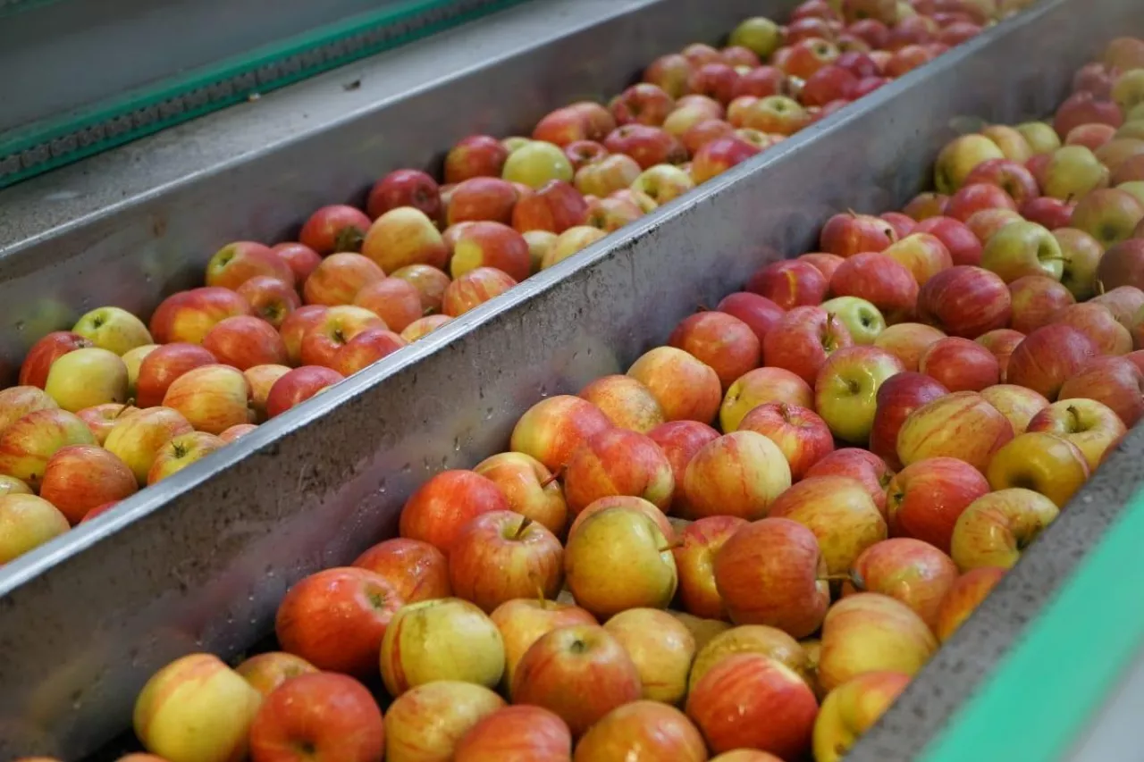 cen jabłek deserowych