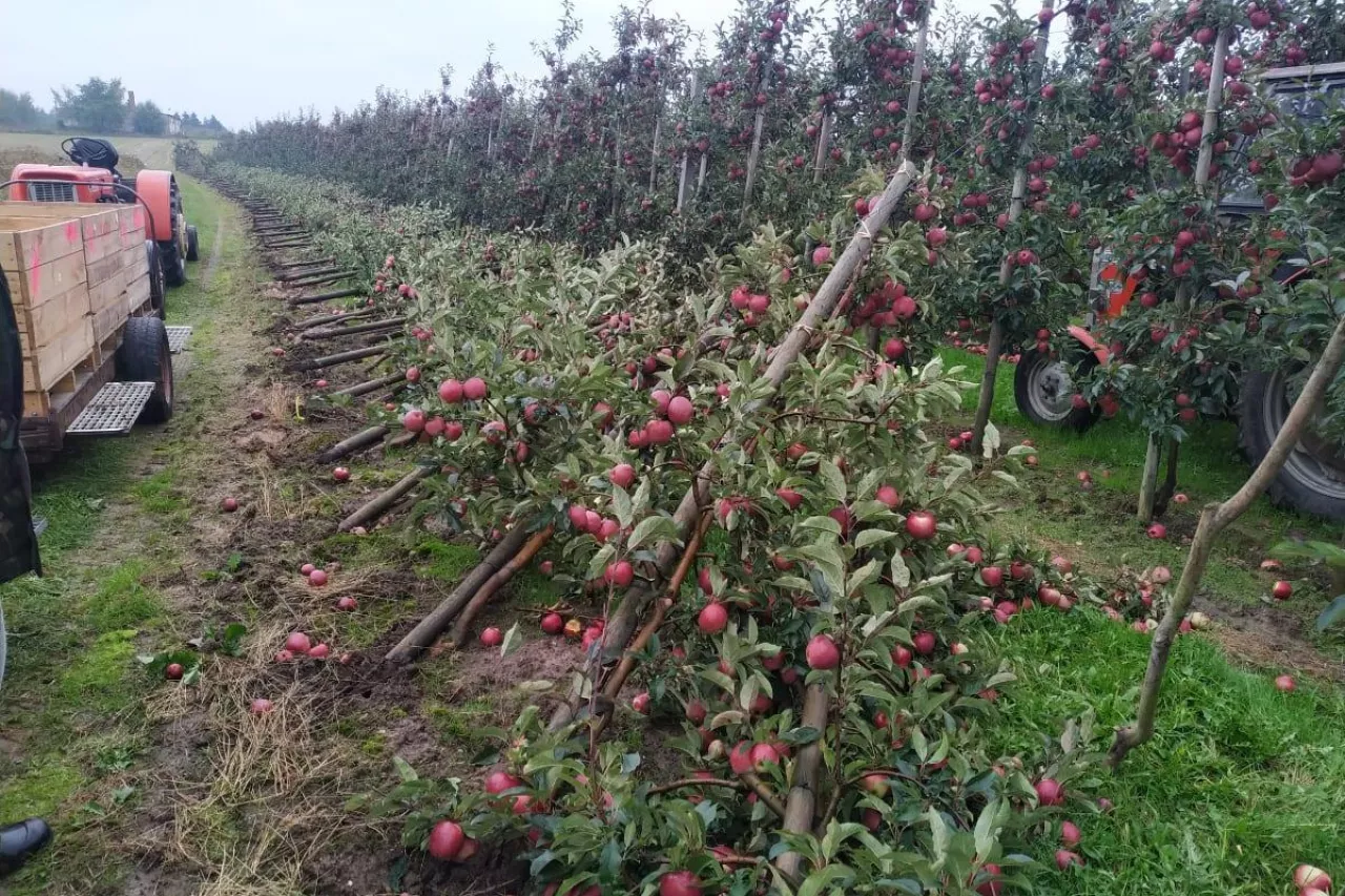 zniszczony sad w trakcie zbiorów