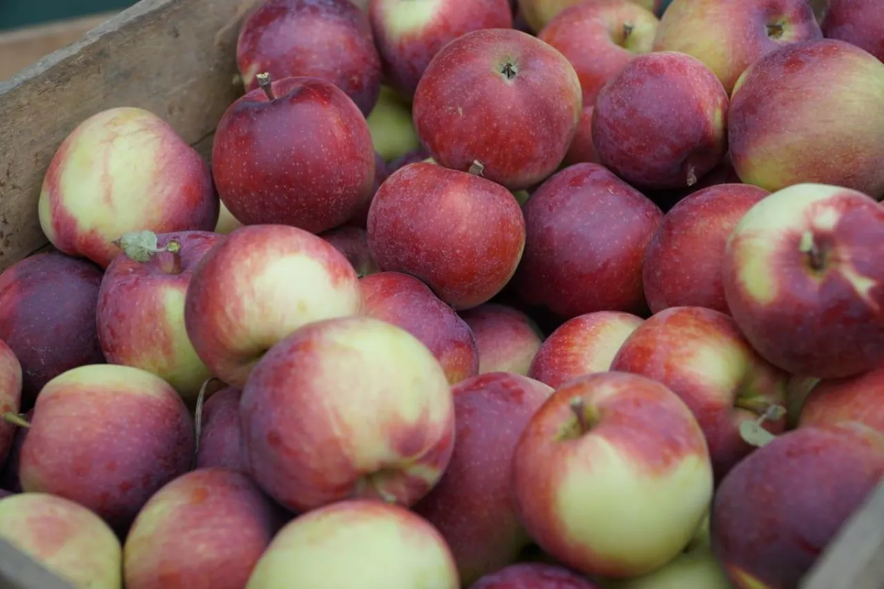 odmiany jabłek