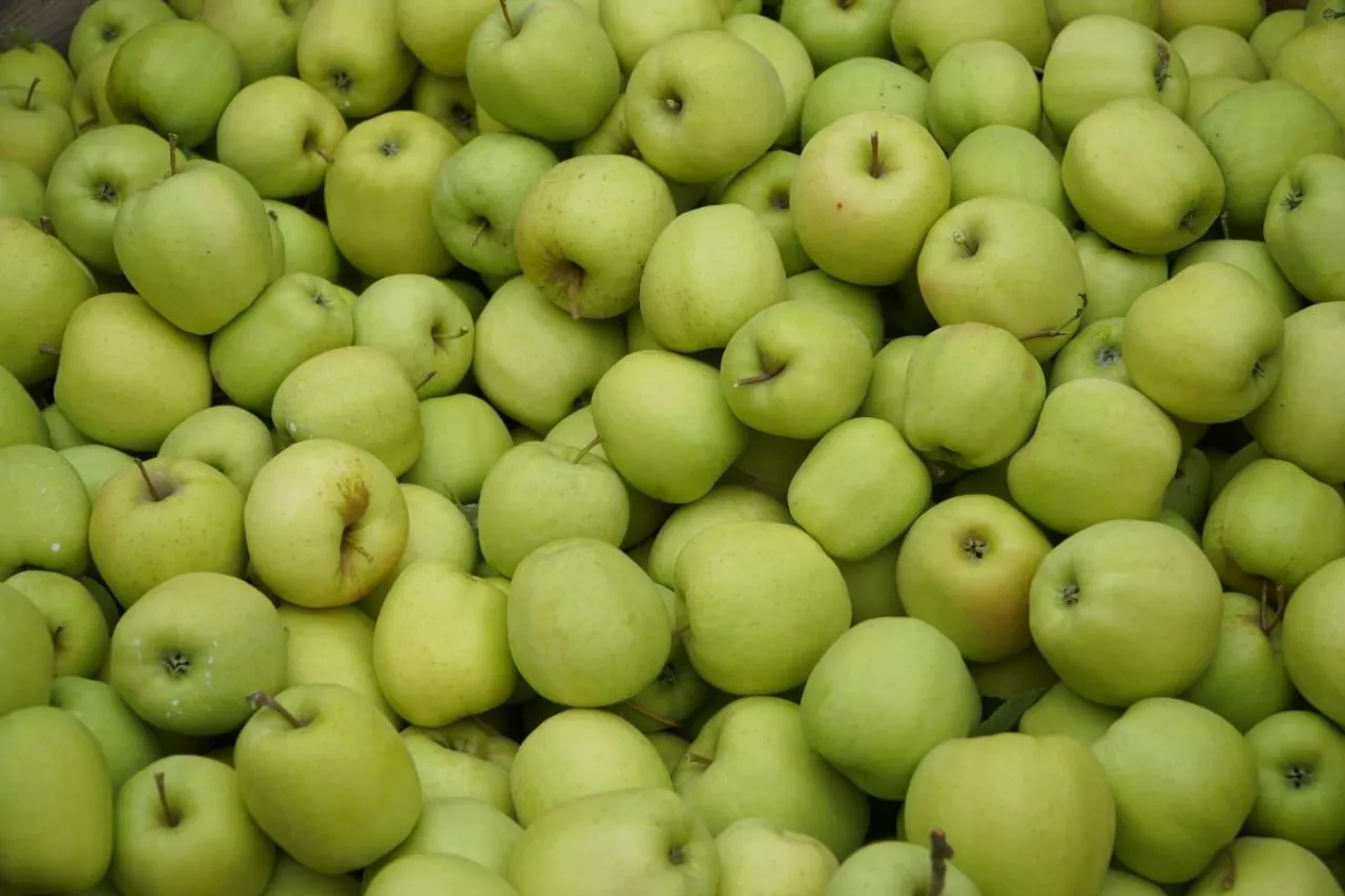 jabłak golden delicious