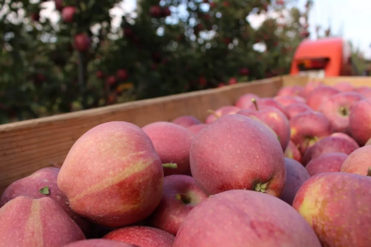 ceny jabłek deserowych