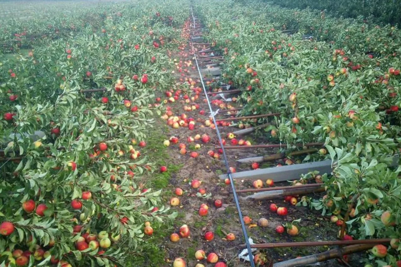 zniszczony sad powiat grójecki