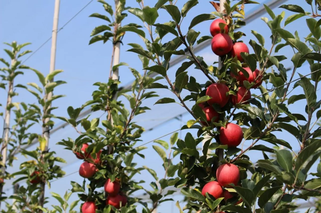 zagrożenie rozwój sadownictwa na wschodzie