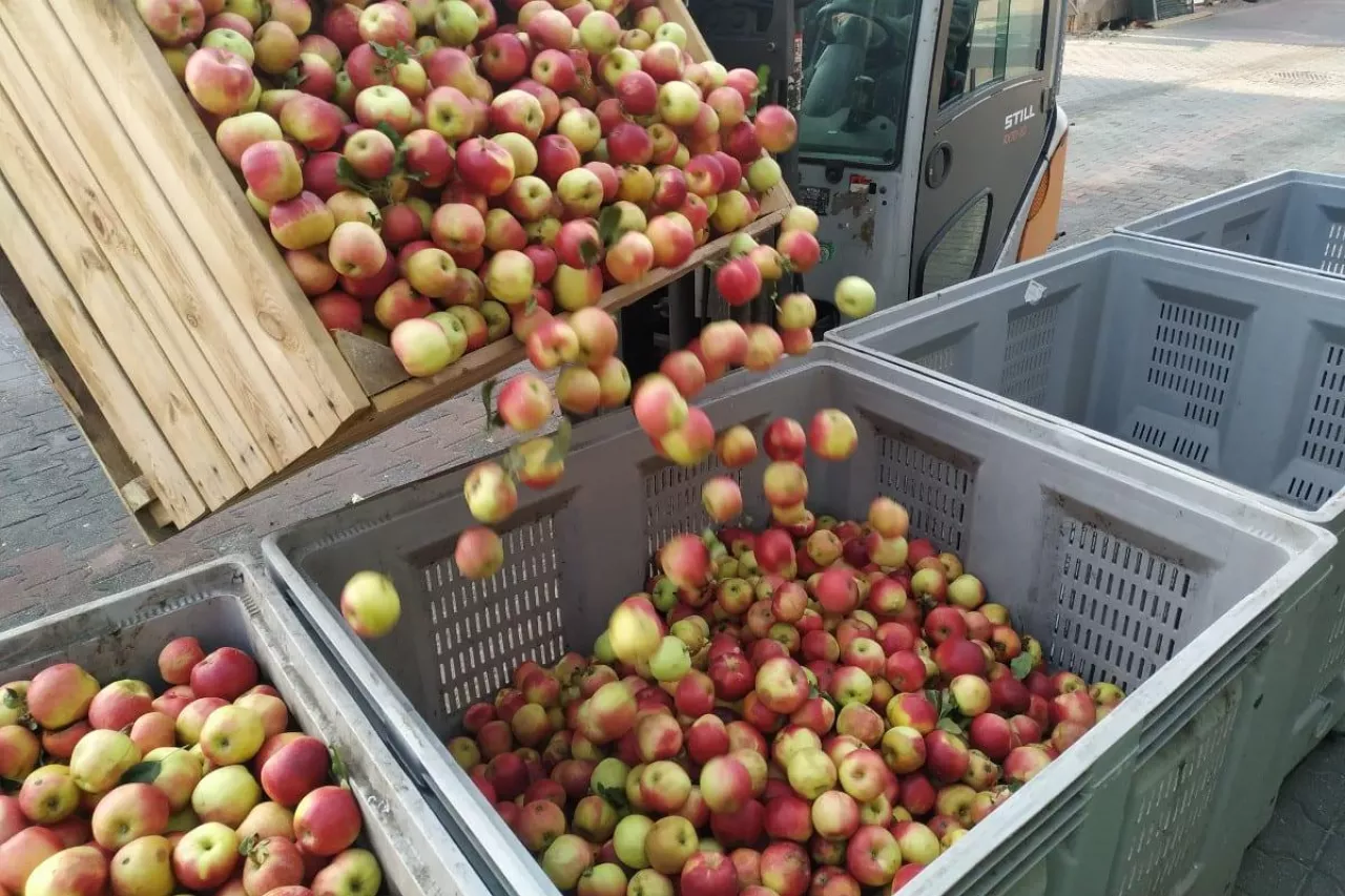 jabłka przemysłowe