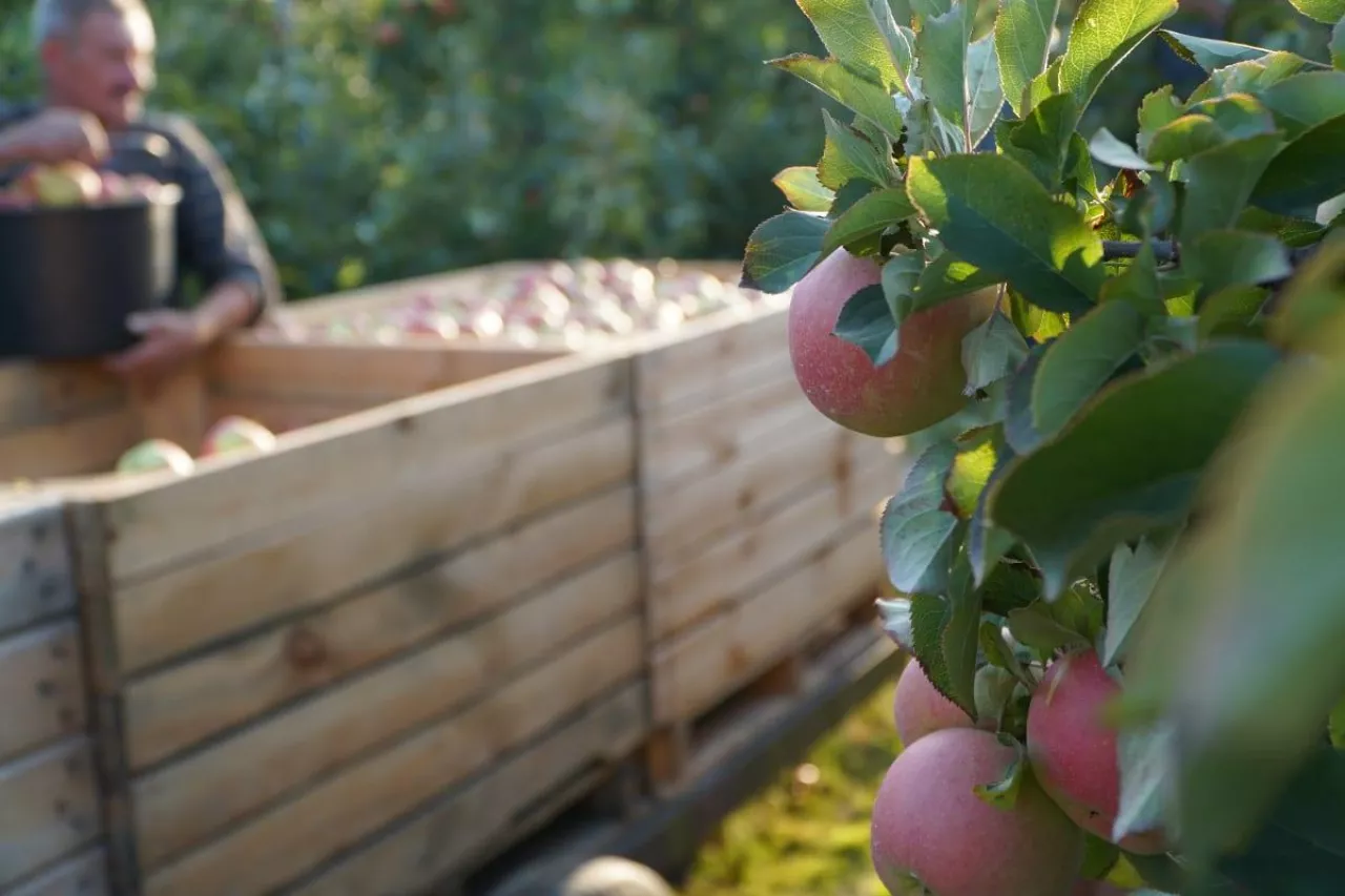 jabłka na obieranie