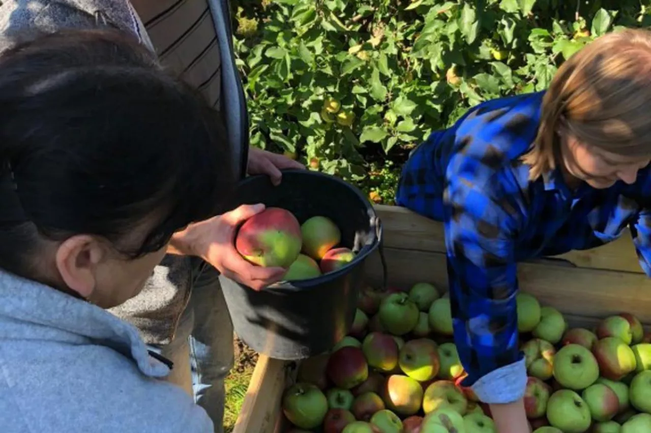 zbiory polskich jabłek