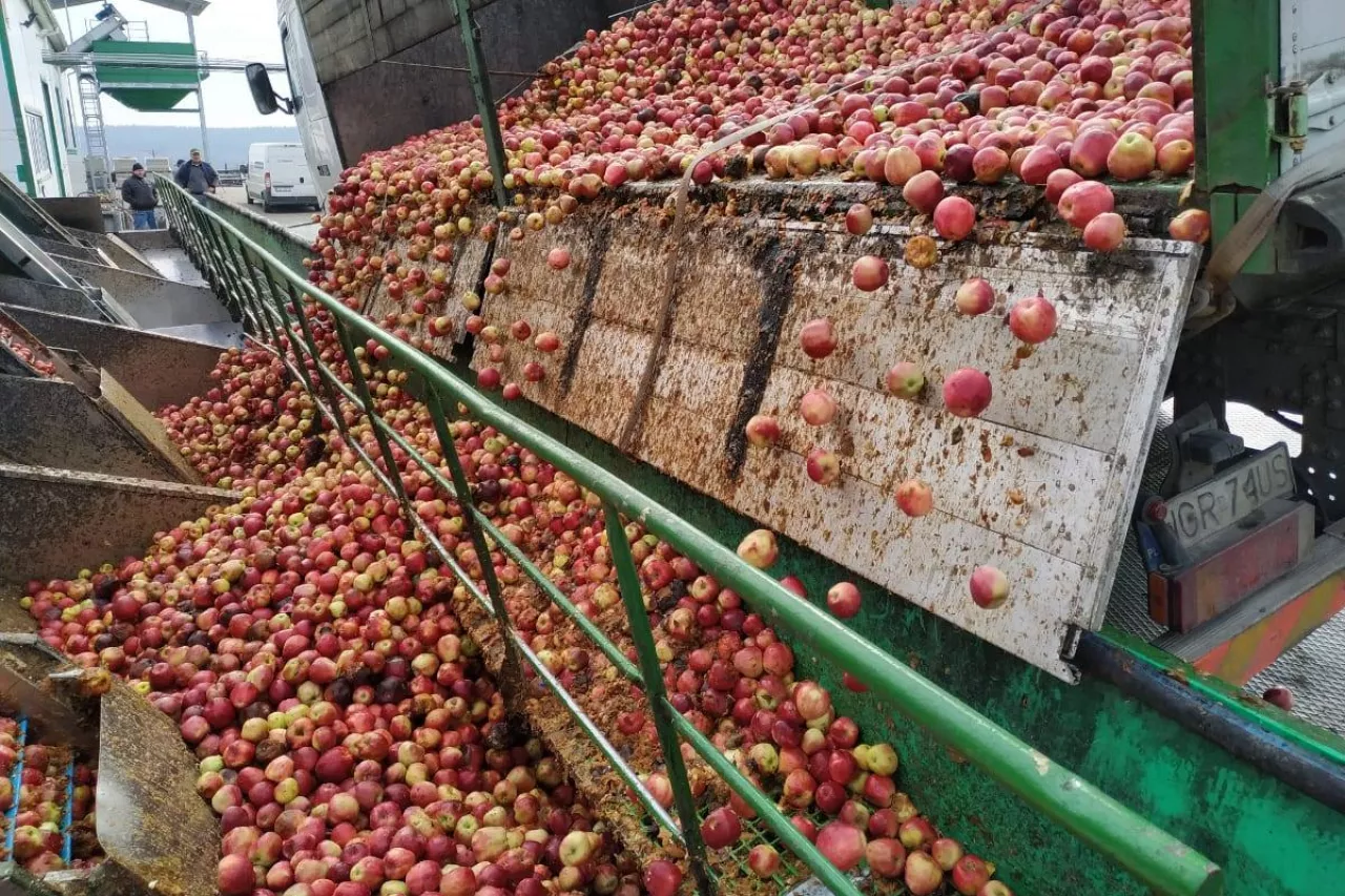 ceny jabłek przemysłowych 2020