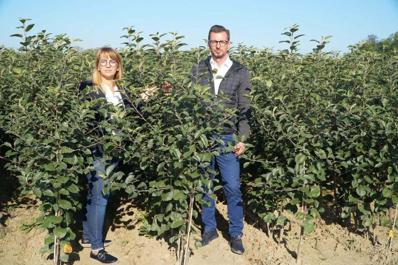 szkółka jankowski i syn