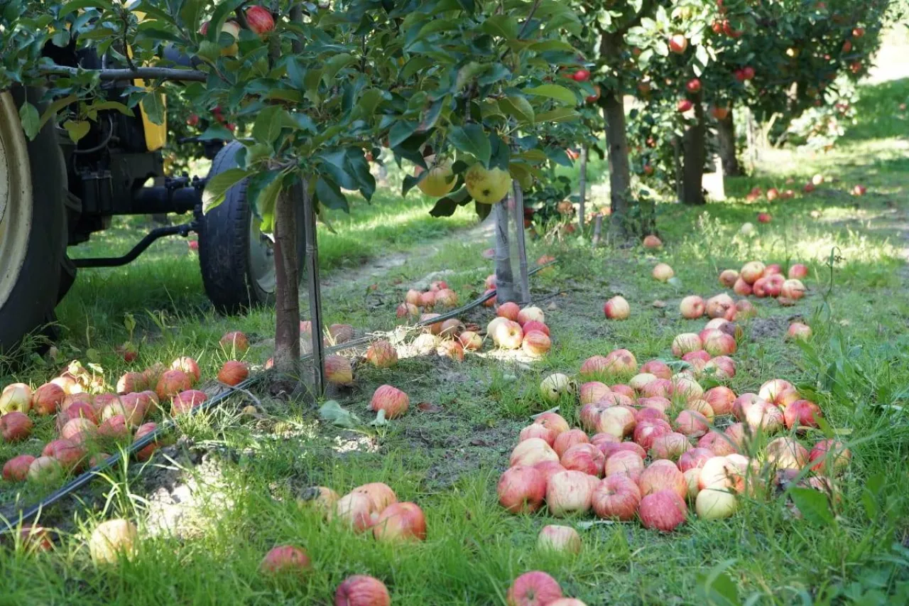 ceny jablek przemyslowych