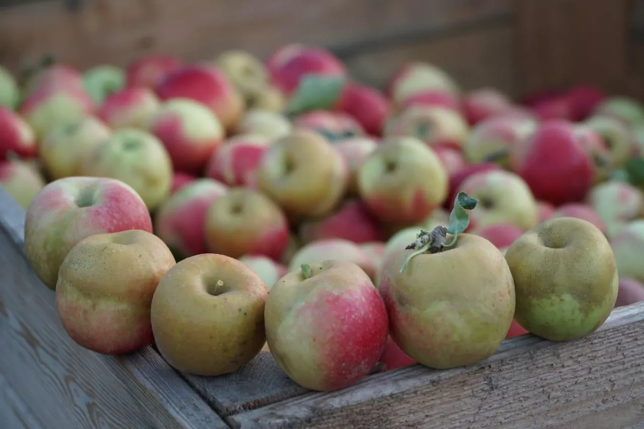 Gala ceny jabłek na soki