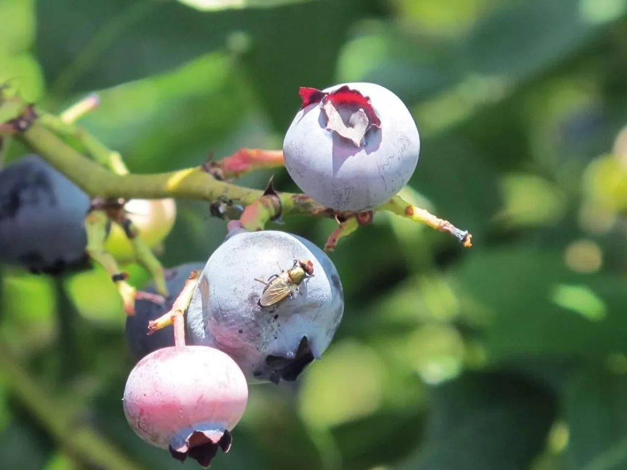 Muszka plamoskrzydła (Drosophila suzukii) na owocu borówki.