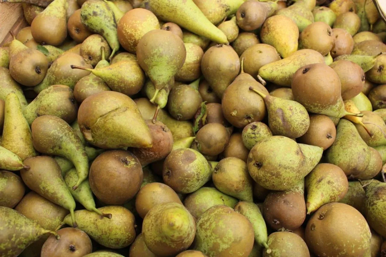 gruszki przemysłowe