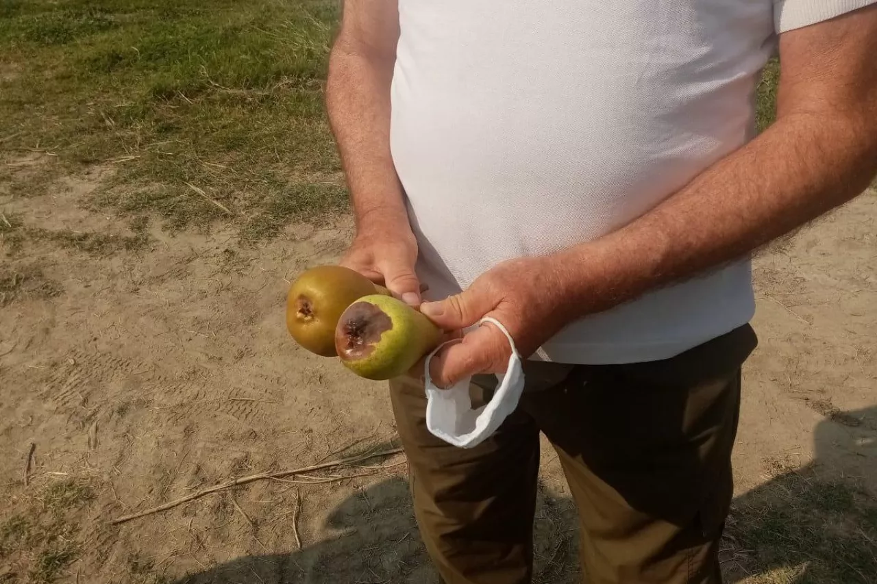 brązowa plamistość gruszy