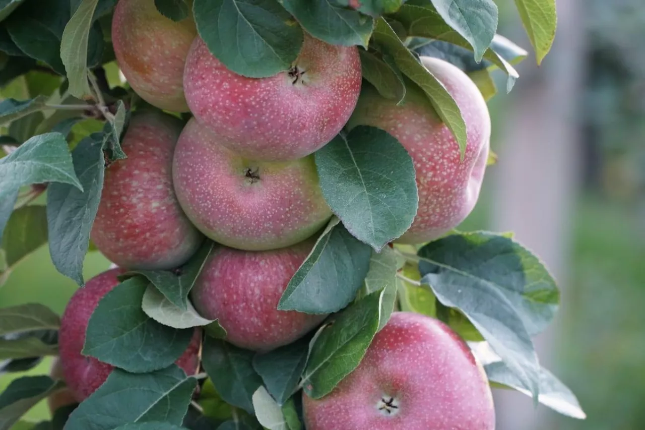 Lobo odmiana jabłoni