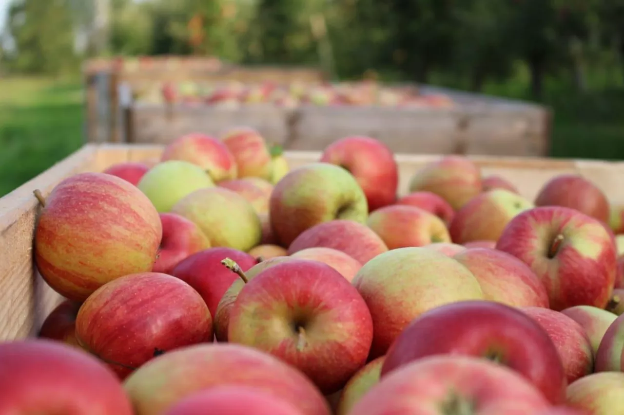 zbiory jabłek