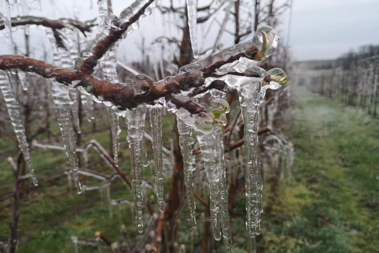 ubezpieczenie od pryzmrozków