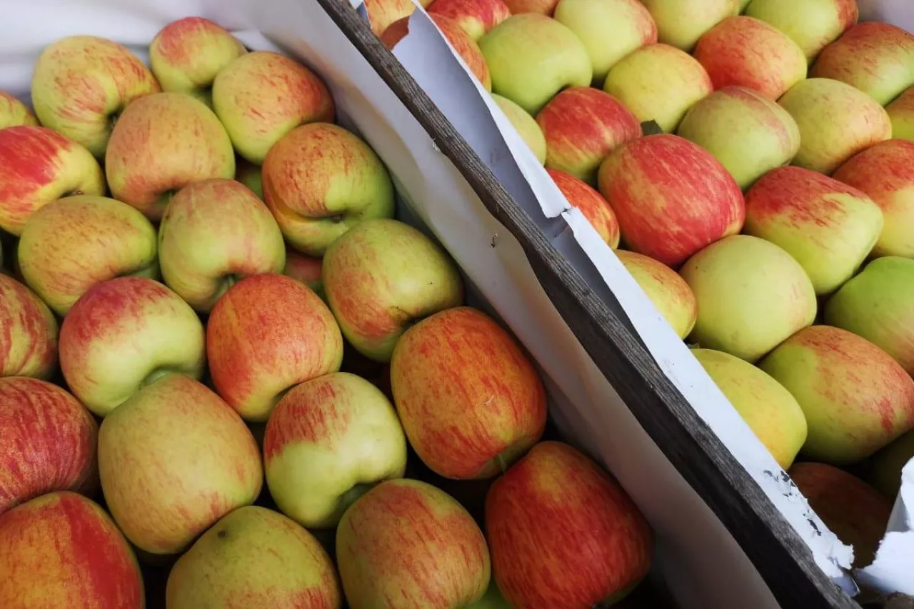 jabłka deserowe na rynku hurtowym