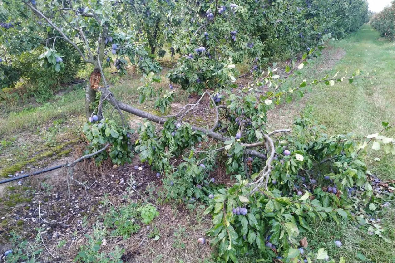 połamane gałezie w sadzie