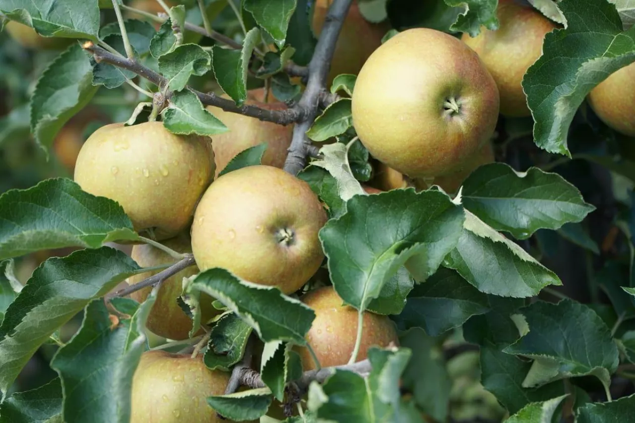 Red Joanprince odmiana jabłoni