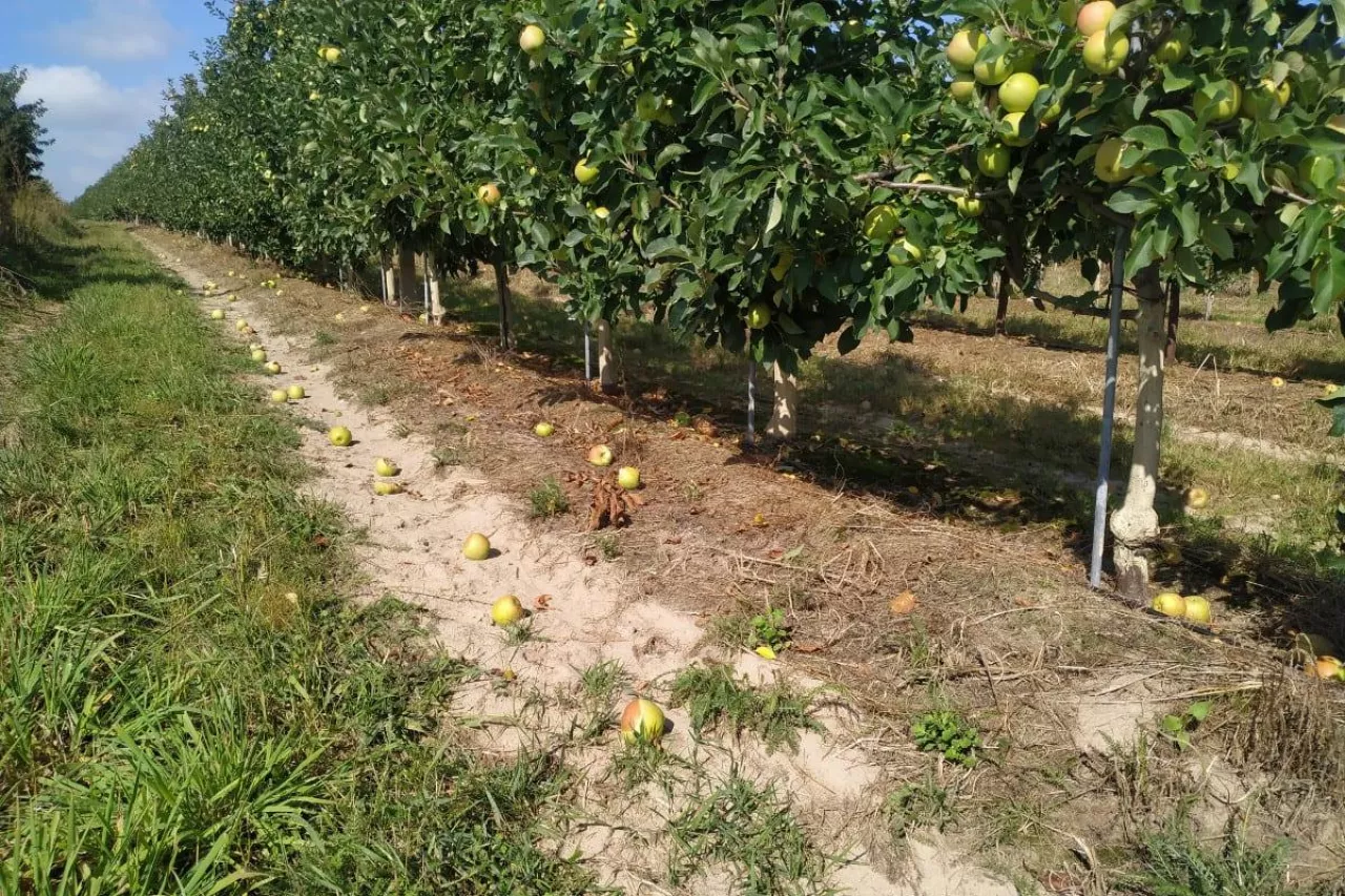 osypywanie sie jabłek