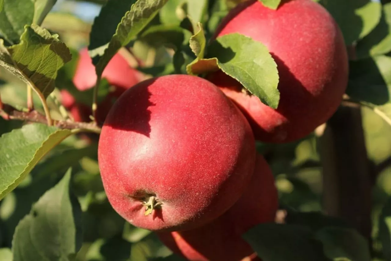 Sad, jabłka przed zbiorem, sadownictwo 2020