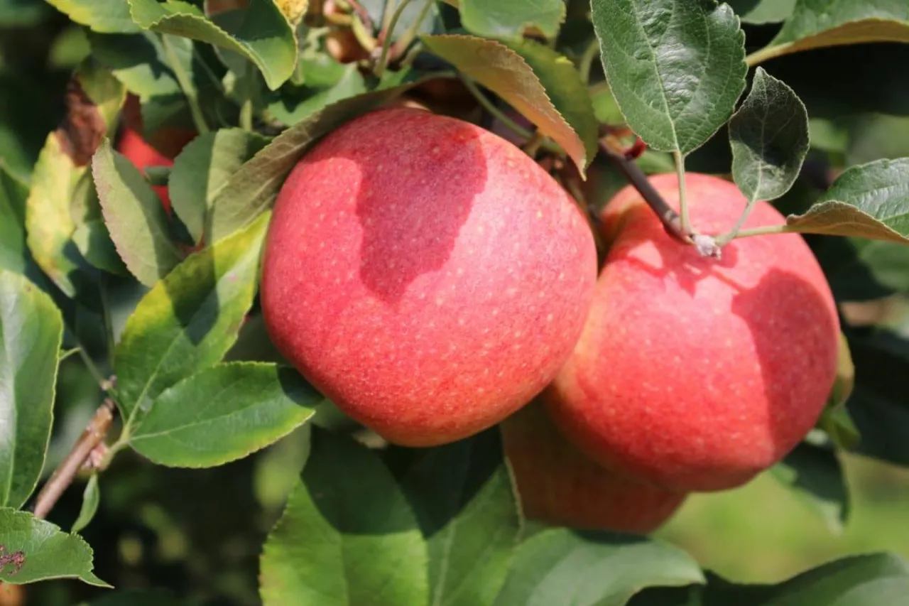 opóźnienie dojrzewania jabłek