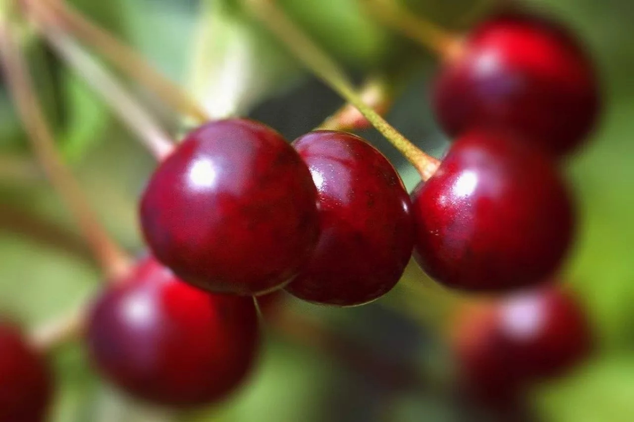 Letnie pokazy czereśniowe 2020