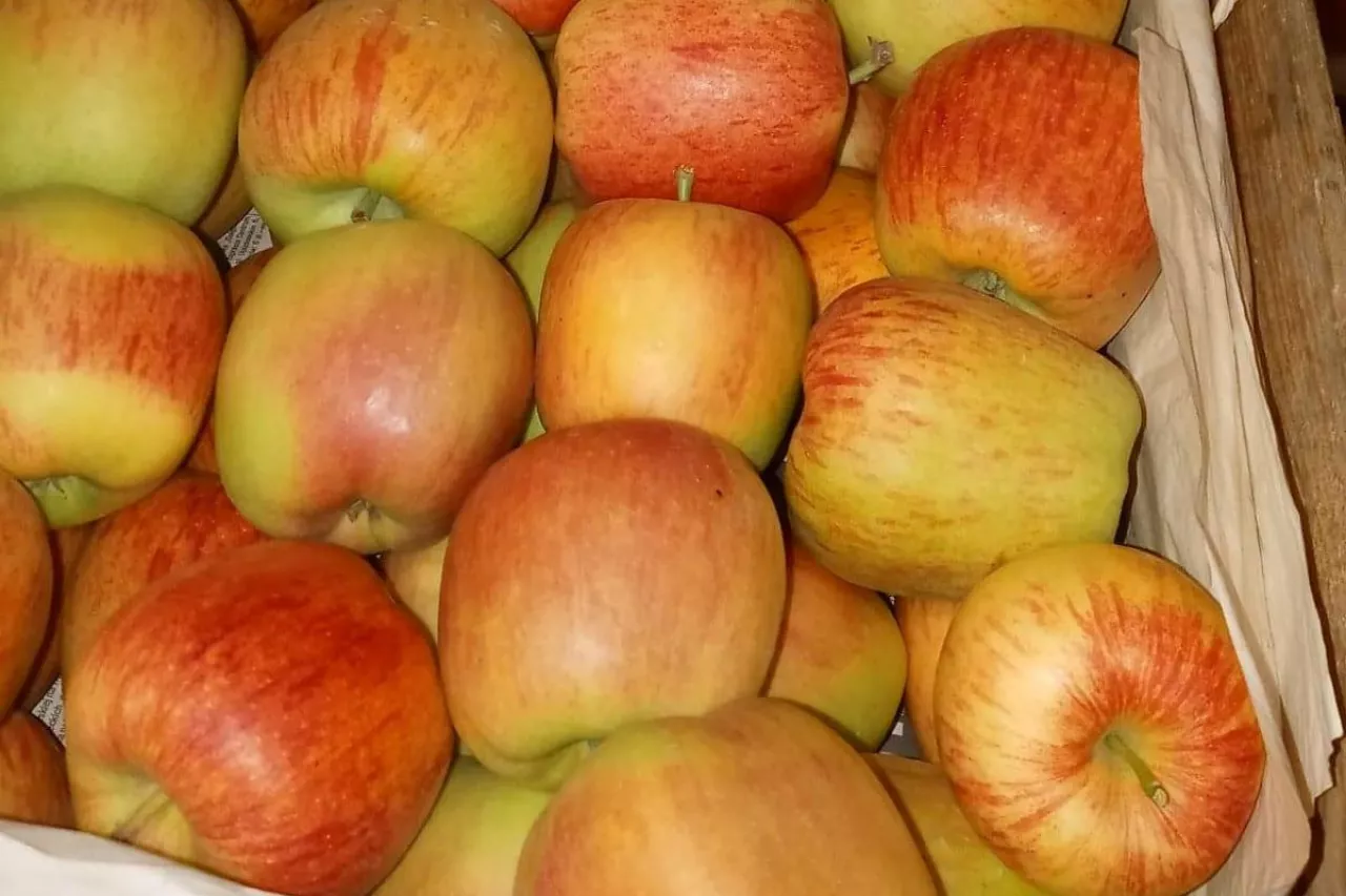 celeste odmiana jabłoni